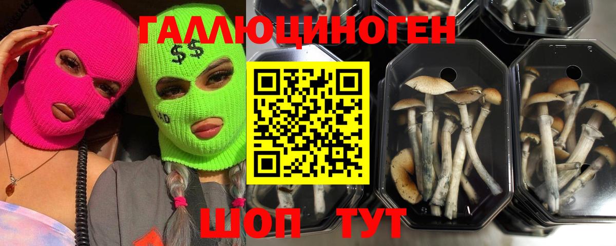 Псилоцибиновые грибы Psilocybe  Вход с VPN  купить  сайты  Псилоцибиновые грибы MAGIC MUSHROOMS  Гатчина 